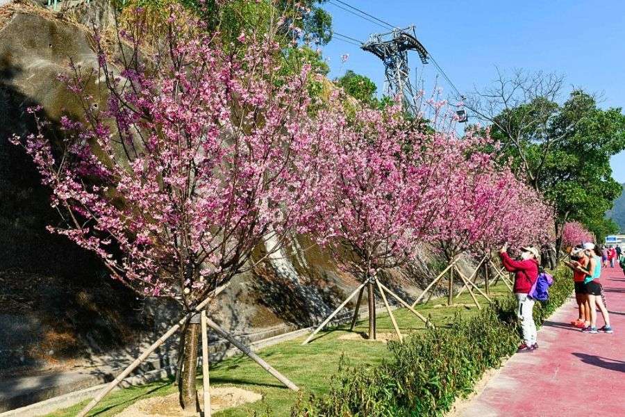 Ngong Ping sakura walk