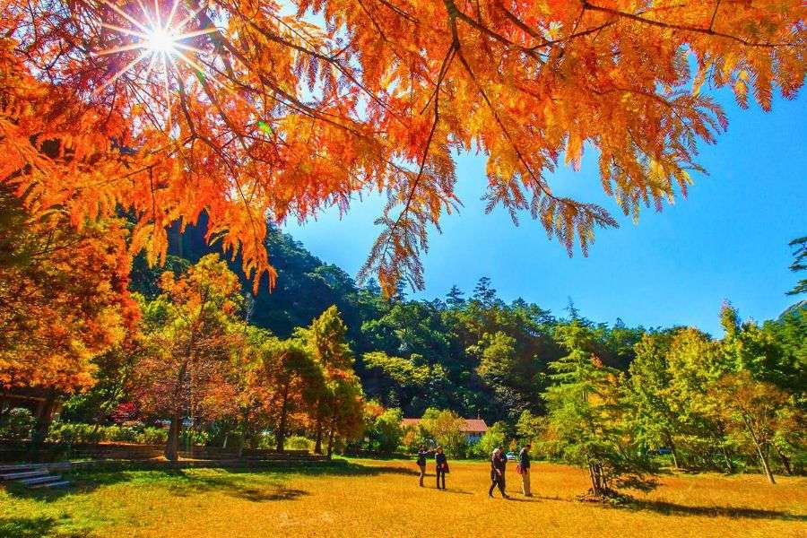 Northern Taiwan autumn foliage