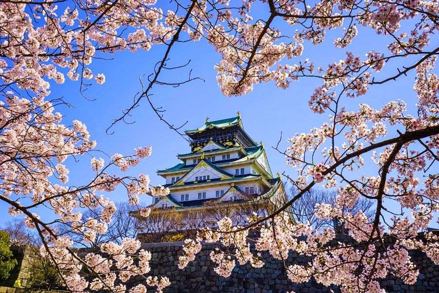 Osaka cherry blossoms