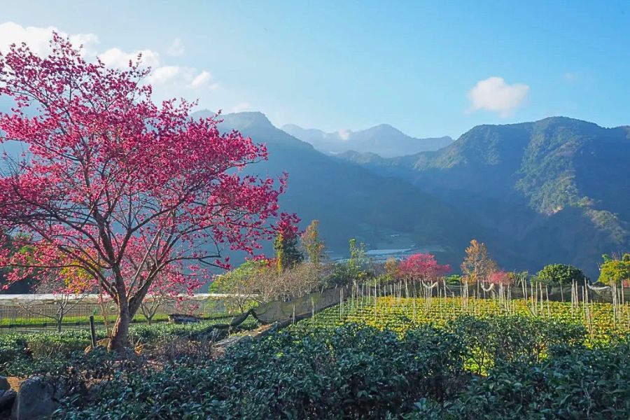 Sanzhi cherry blossoms