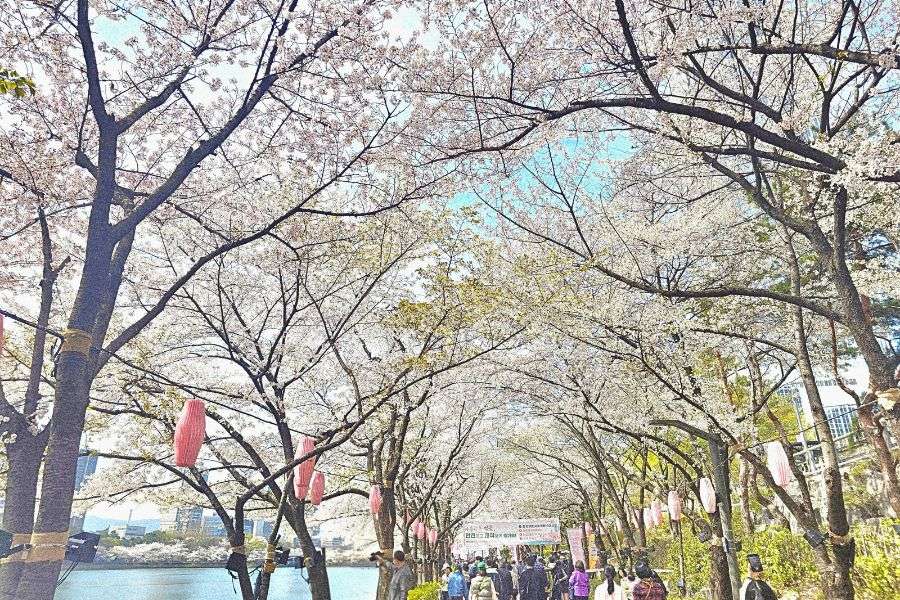 Seokchon Lake cherry blossoms
