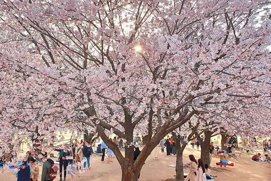 Seoul Forest cherry blossoms