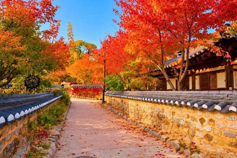 Seoul autumn foliage