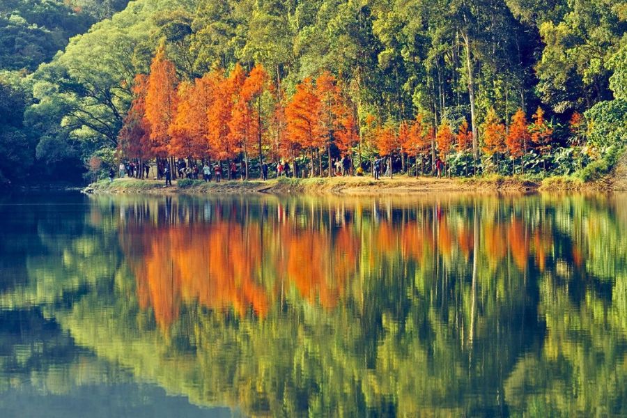 Shing Mun Reservoir autumn