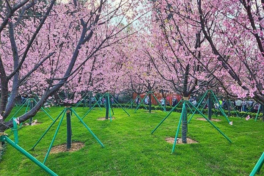 Tai Po cherry blossoms
