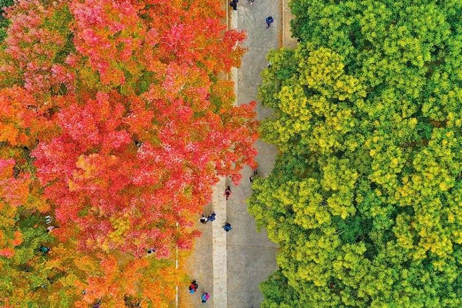 Tai Tong autumn leaves