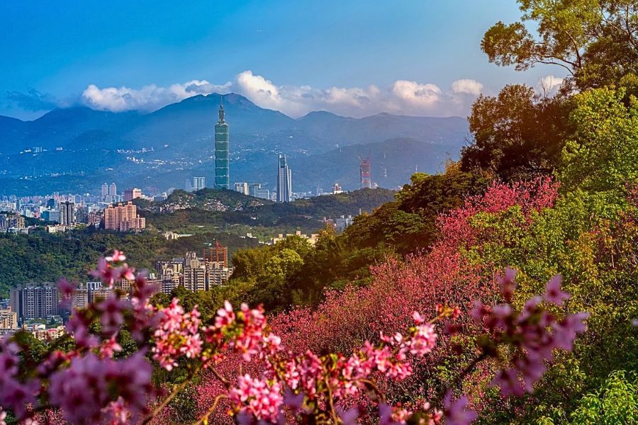 Taipei cherry blossoms