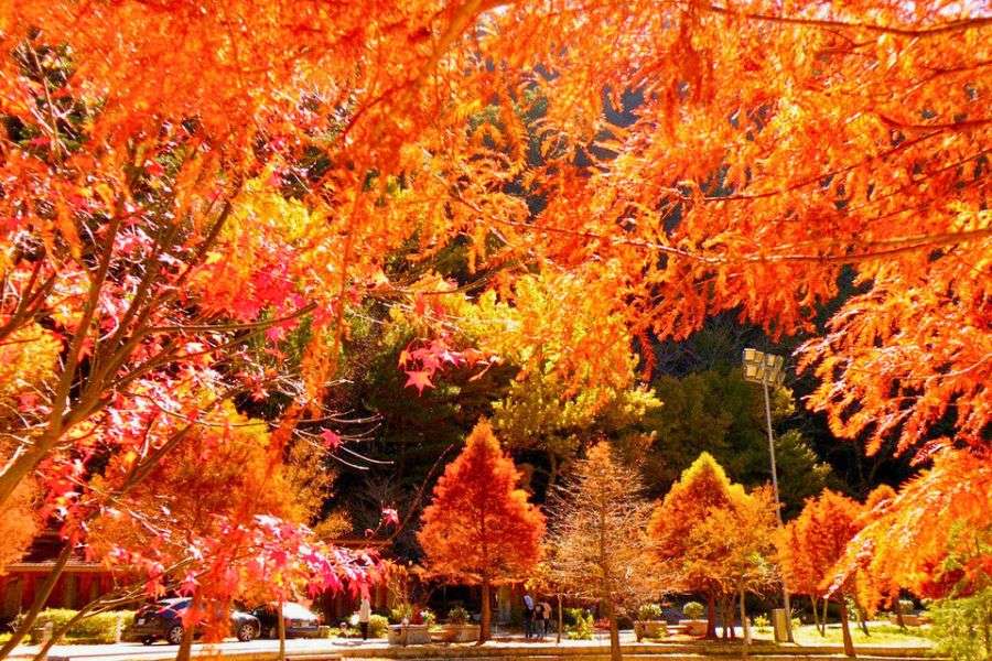 Taiwan autumn maple leaves