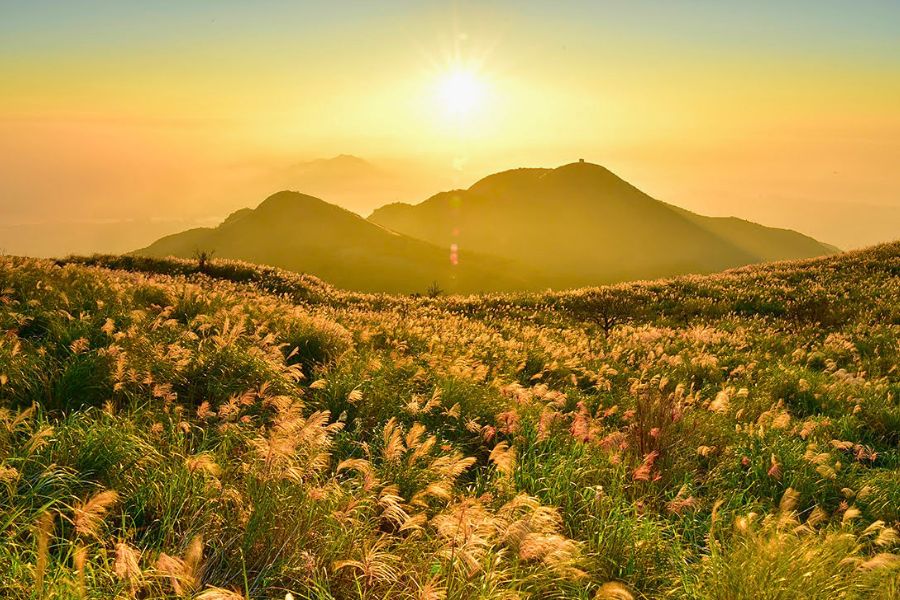 Taiwan autumn silver grass