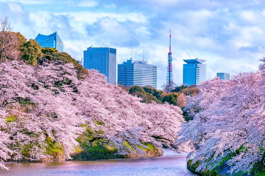 Tokyo cherry blossoms