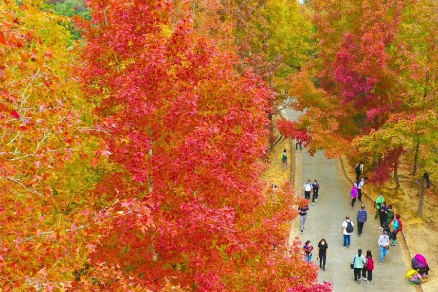 Tsing Yi Park autumn foliage