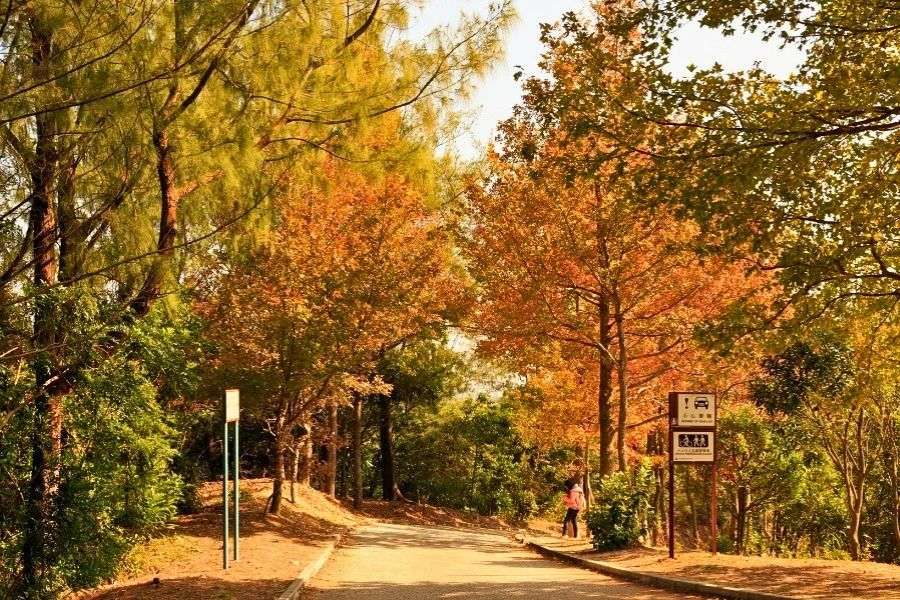 Tsing Yi Park autumn
