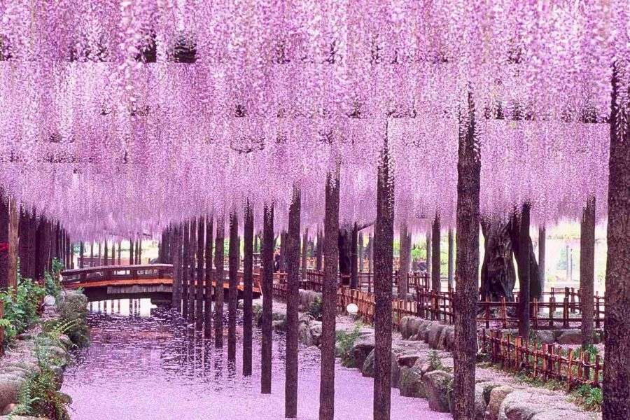 Wisteria in Japan