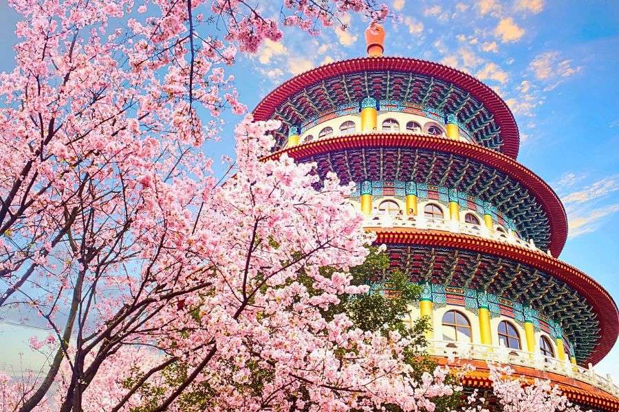 Wuji Tianyuan Temple sakura