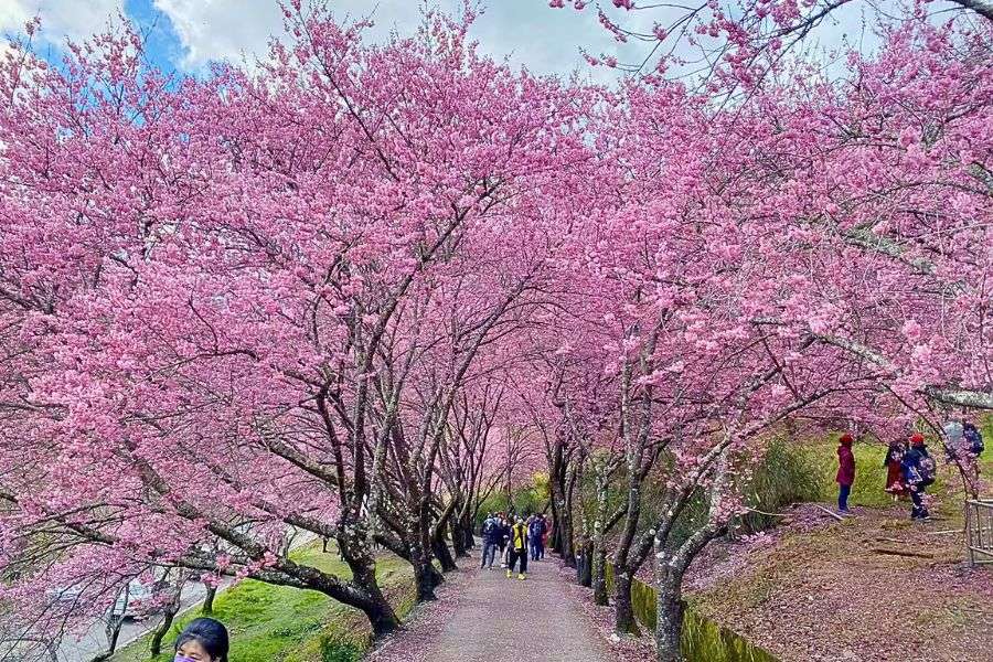 Wuling Farm cherry blossoms in Taiwan