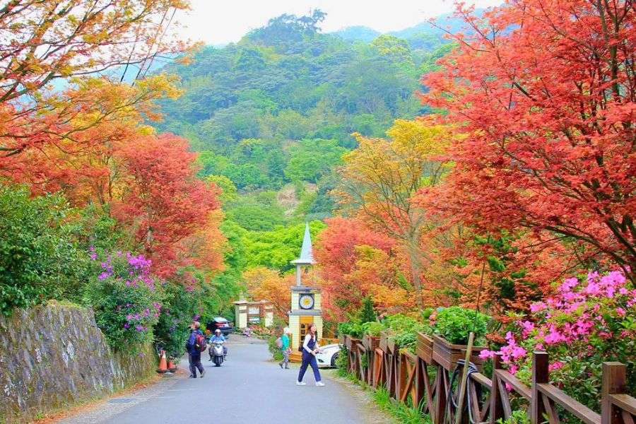 Yangmingshan autumn foliage