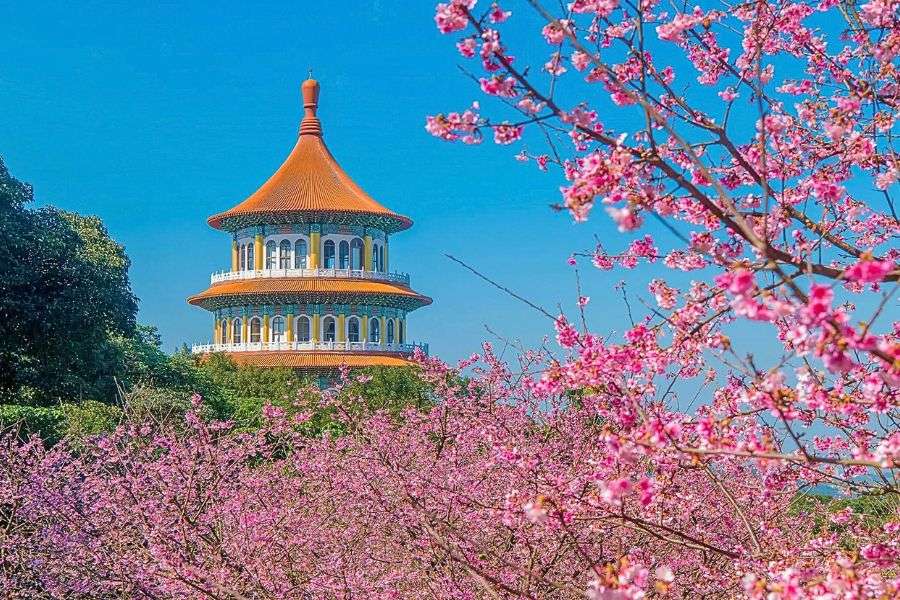 Yangmingshan cherry blossoms