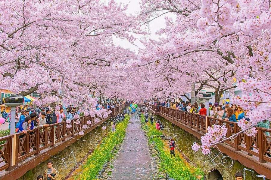 Yeojwacheon Stream cherry blossoms