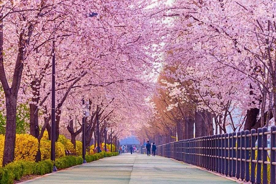 Yeouido cherry blossoms