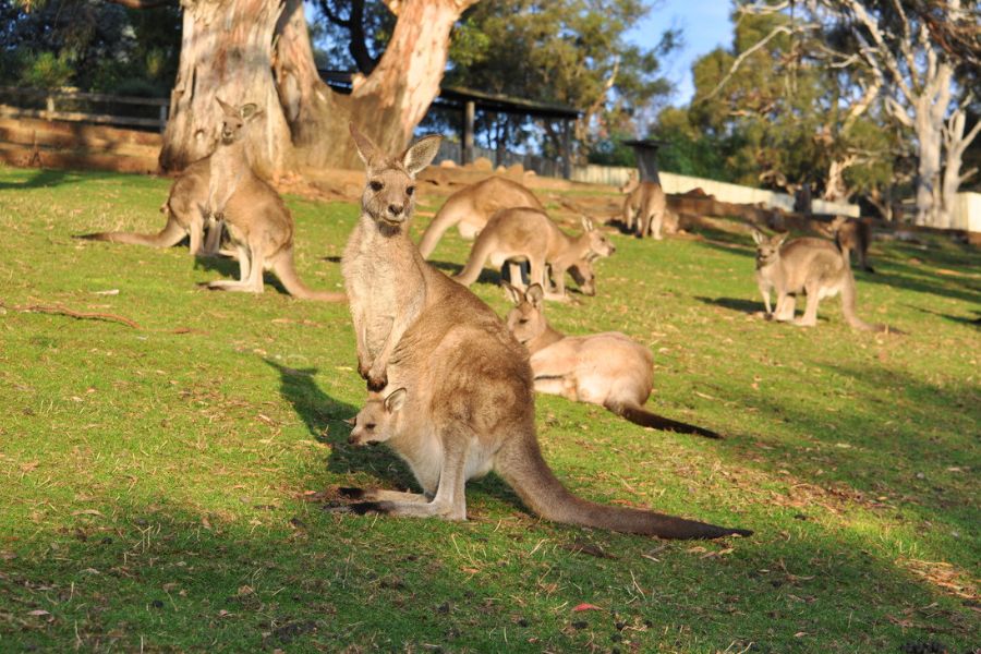 Bonorong Wildlife Sanctuary