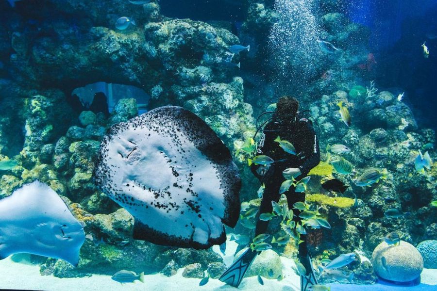 Cairns Aquarium