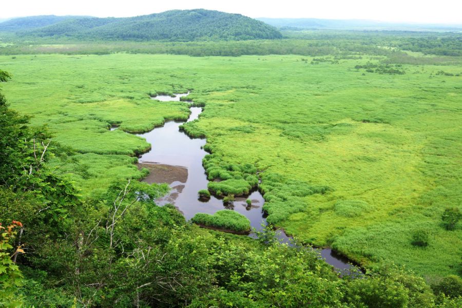 Kushiro Marsh