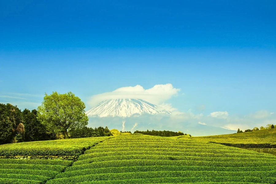 Makinohara Green Tea Plantations