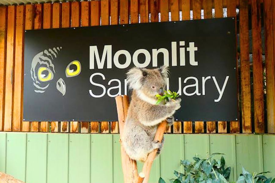 Moonlit Sanctuary wildlife