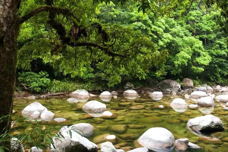 Mossman Gorge Rainforest