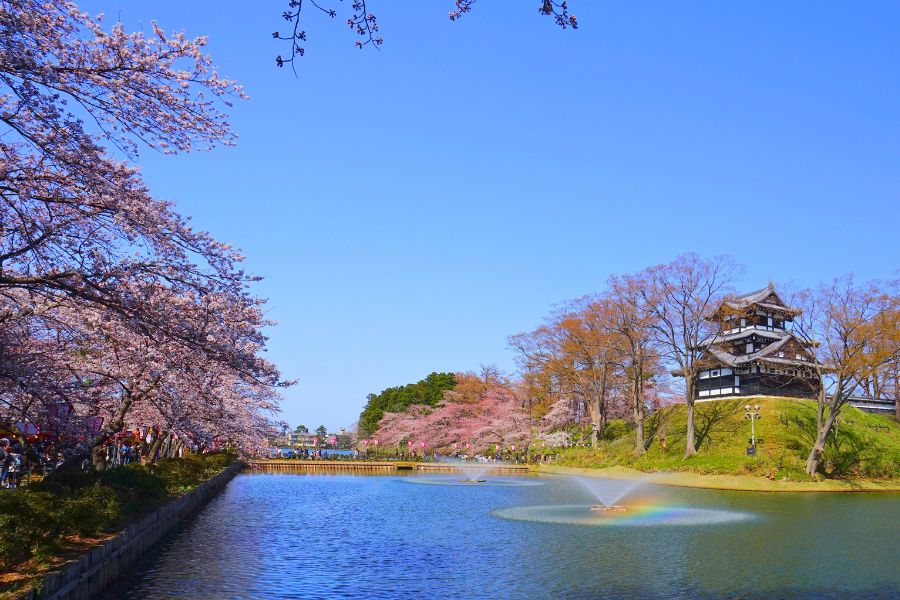 Niigata cherry blossoms in spring