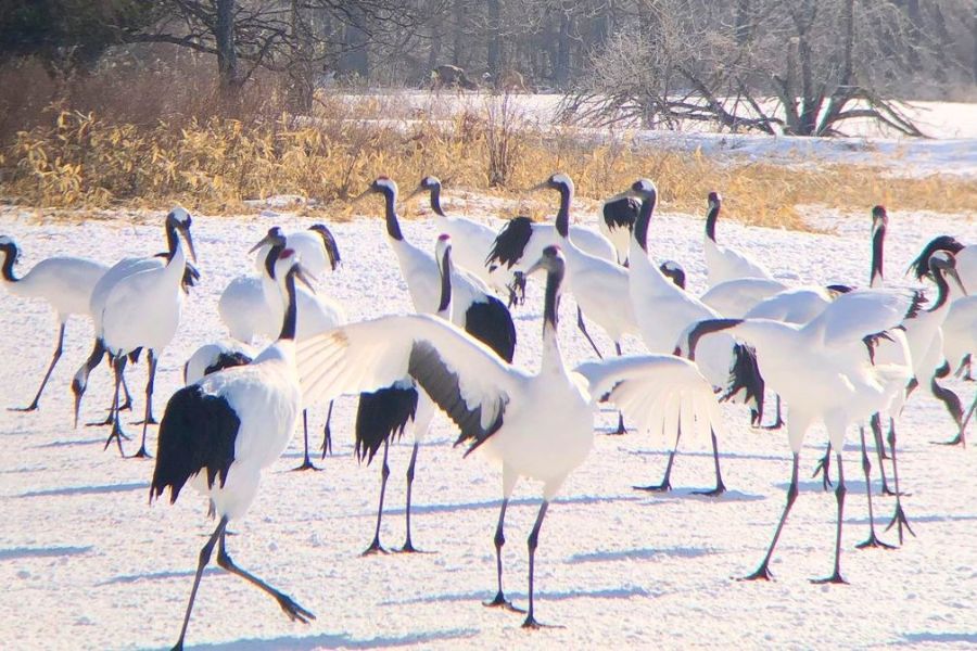 Red-crowned cranes in Kushiro