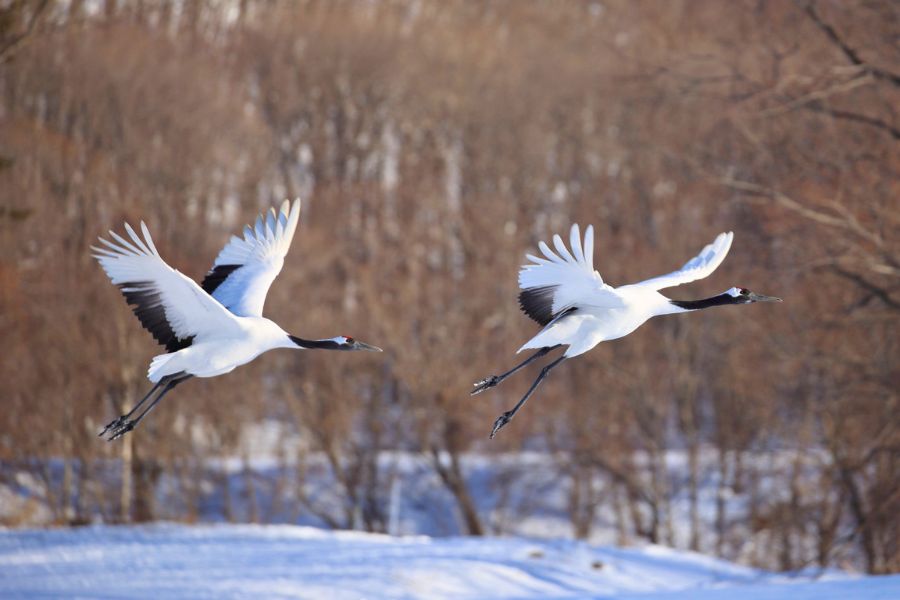Red-crowned cranes