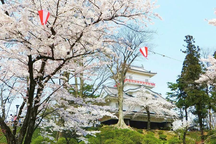 Senshu Park cherry blossoms