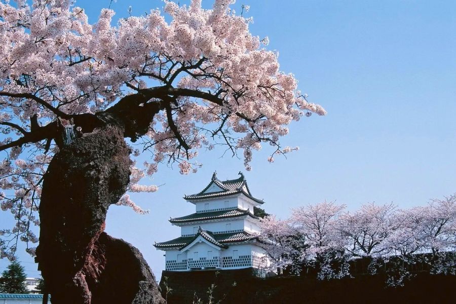 Shibata Castle cherry blossoms