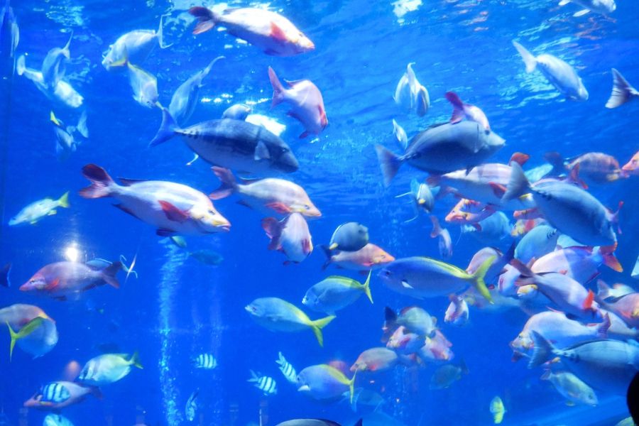 Toba Aquarium